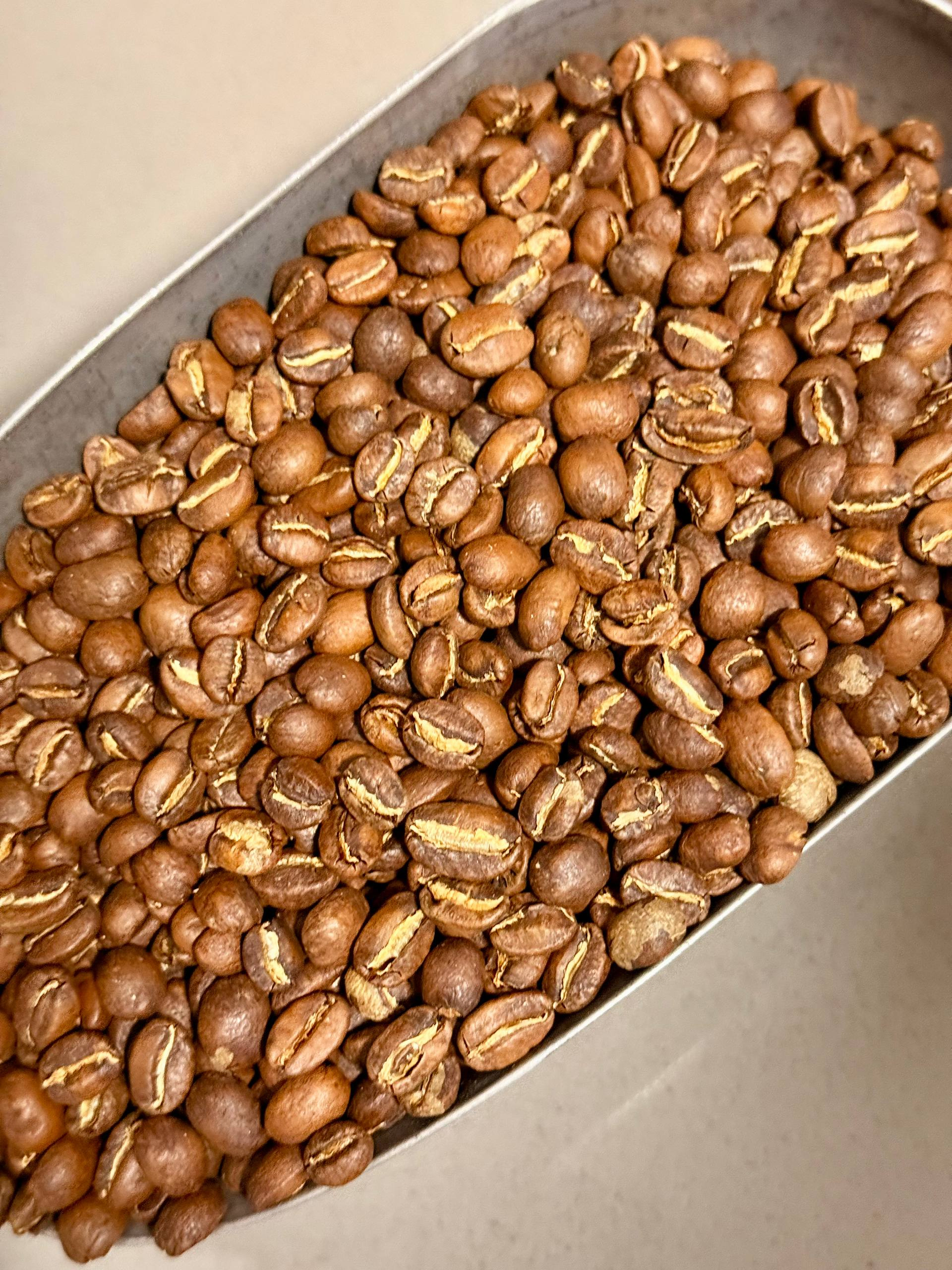Freshly roasted specialty coffee beans in cooling tray showing rich brown color and prominent center cuts at Le Petit Roast artisan coffee roastery